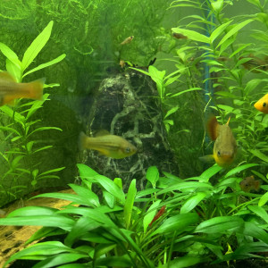 DONNE golden PLATYS