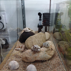 Aquarium 20L entièrement équipé sable de loire