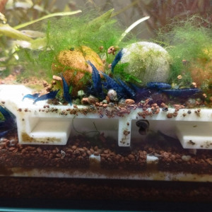 Crevettes bleu dream