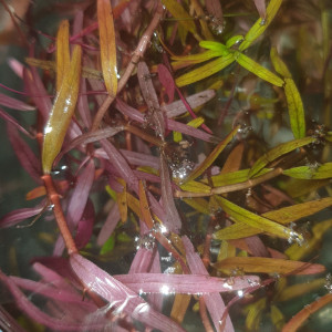 Offres d'échanges en tout genre