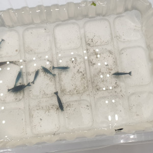 Echange 10 Blue dreams (donné) contre 10 Red rili (voulu)