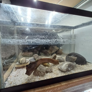 Aquarium d'occasion 20L équipé sol gravier blanc