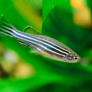 Danio rerio