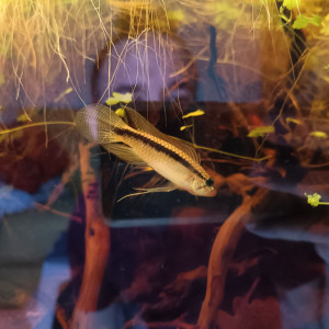 Couple apistogramma iniridae sauvage