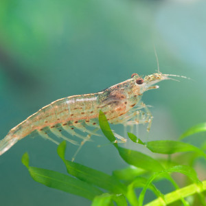 Crevettes amano transparentes à donner