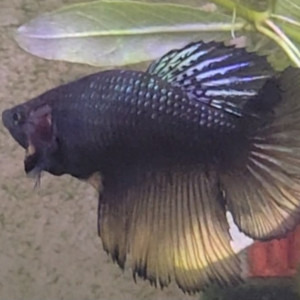 Betta femelle