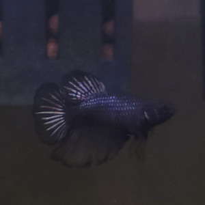 Betta femelle