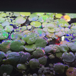 Limnobium plante flottante aquarium