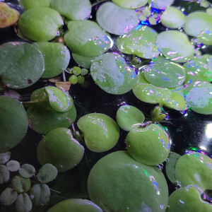 Limnobium plante flottante aquarium