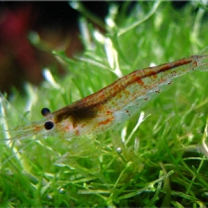 Neocaridina davidi déclassées