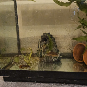 Donne Apistogramma Cacatuoides