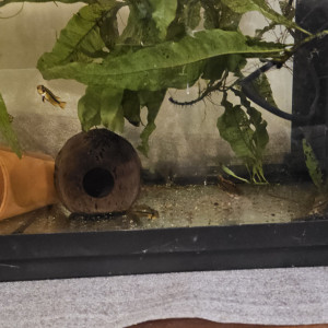 Femelle nanacara anomala