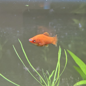 Donne poissons