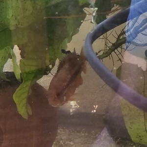 Femelle nanacara anomala