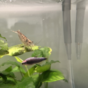 Tetra Empereur noir