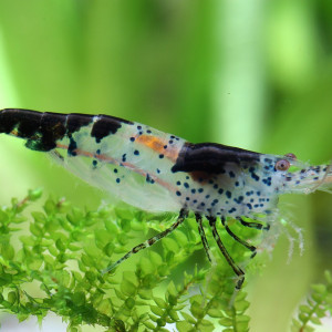 Rili carbon