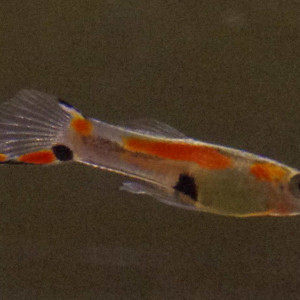 Mâles guppy endler