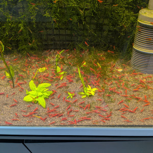 Crevettes Neocaridina davidi ”Red Cherry”.