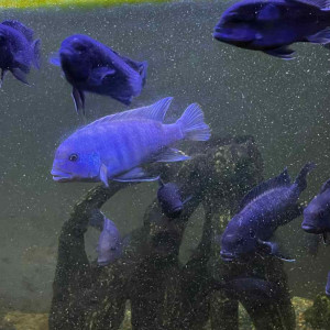 Cichlidé bleu