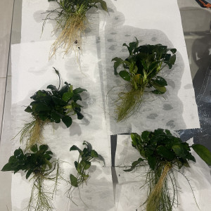 Anubias barterie