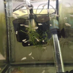 Endlers