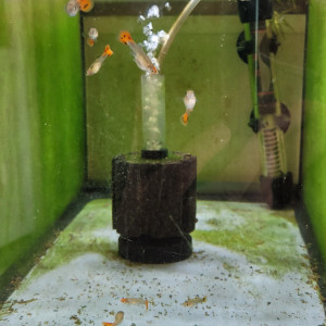 Guppy sélection