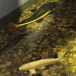 Poisson chat (phractocephalus) et Pseudoplastystoma