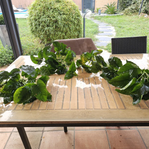 Anubias de grande taille
