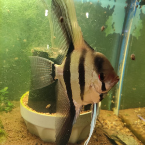Scalaire mal rayé noir/blanc 25 cm et Scalaire mal orange 20 cm