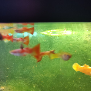Couple  Guppy  orange et jaune 1 euro  le couple.