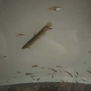 Dojo Loach