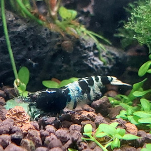 Lot de 12 Mosura Blue