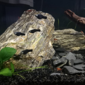 2 femelles + 10 alevins xiphos dispo sur seclin