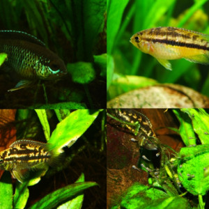 Couple Nannacara anomala