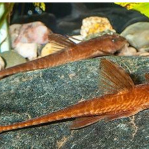 Rineloricaria red
