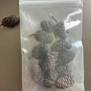 1 sachet hermétique de 11 fruits d’aulnes
