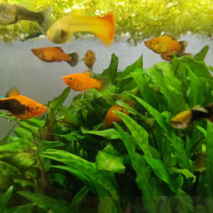 Platy & Guppy