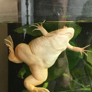 Donne 3 grenouilles africaines albinos ou xenopus lisse