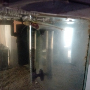1 SILURE DE VERRE