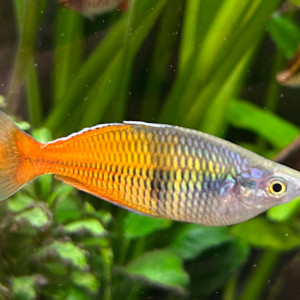 Magnifiques poissons Arc-en-Ciel
