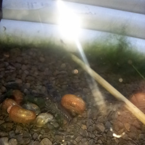 Cambarellus diminutus