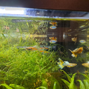 Lot de guppy endler