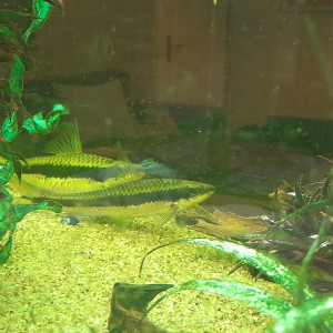 don poissons barbeaux (mangeurs d'algues)