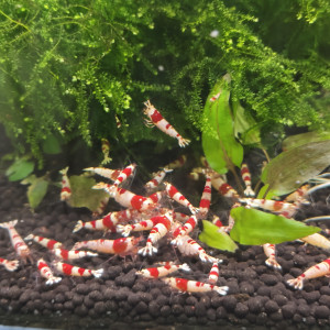Crevettes crystal red