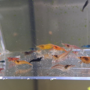 Crevette neocaridina déclassé tout venant et couleur melange