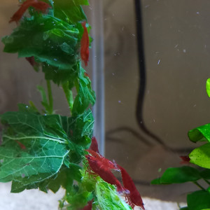Crevettes bloody mary