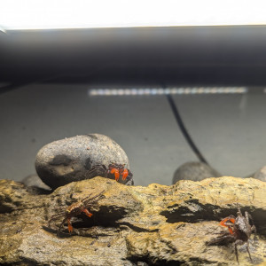 Vend Aquarium + Crabe vampire Geosesarma sp