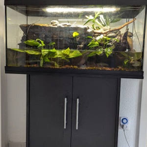Vend Aquarium + Crabe vampire Geosesarma sp