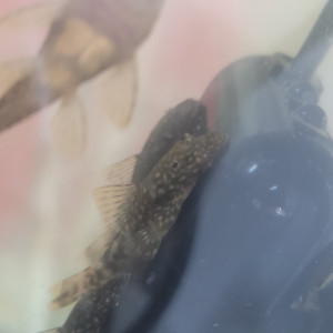Ancistrus