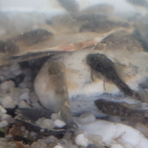 Ancistrus